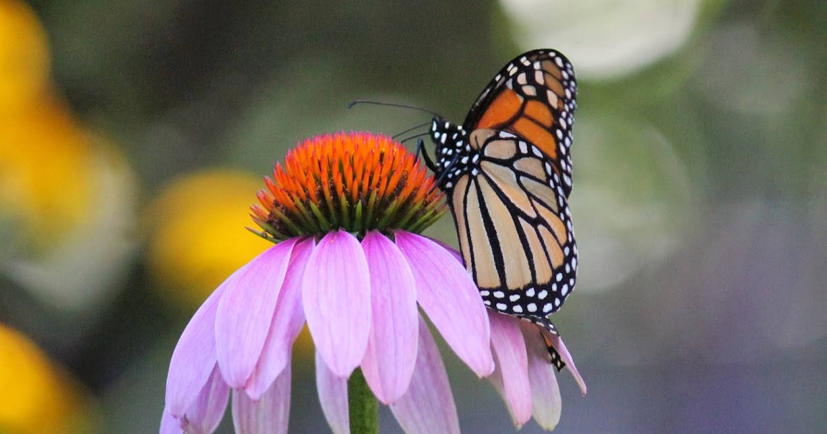 Red House Garden A Plant that Shines in the Winter Coneflowers?