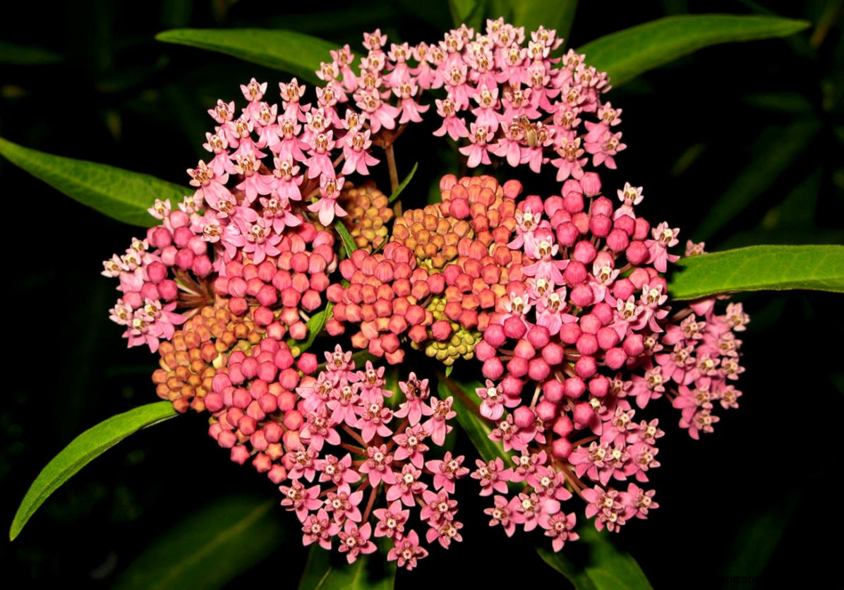 Cluster Of Pink Flowers This Wallpapers