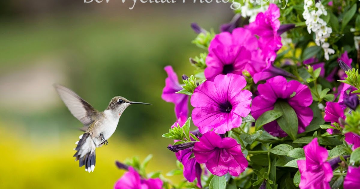 Bev Vycital Photography Hummingbird and Petunias Composite