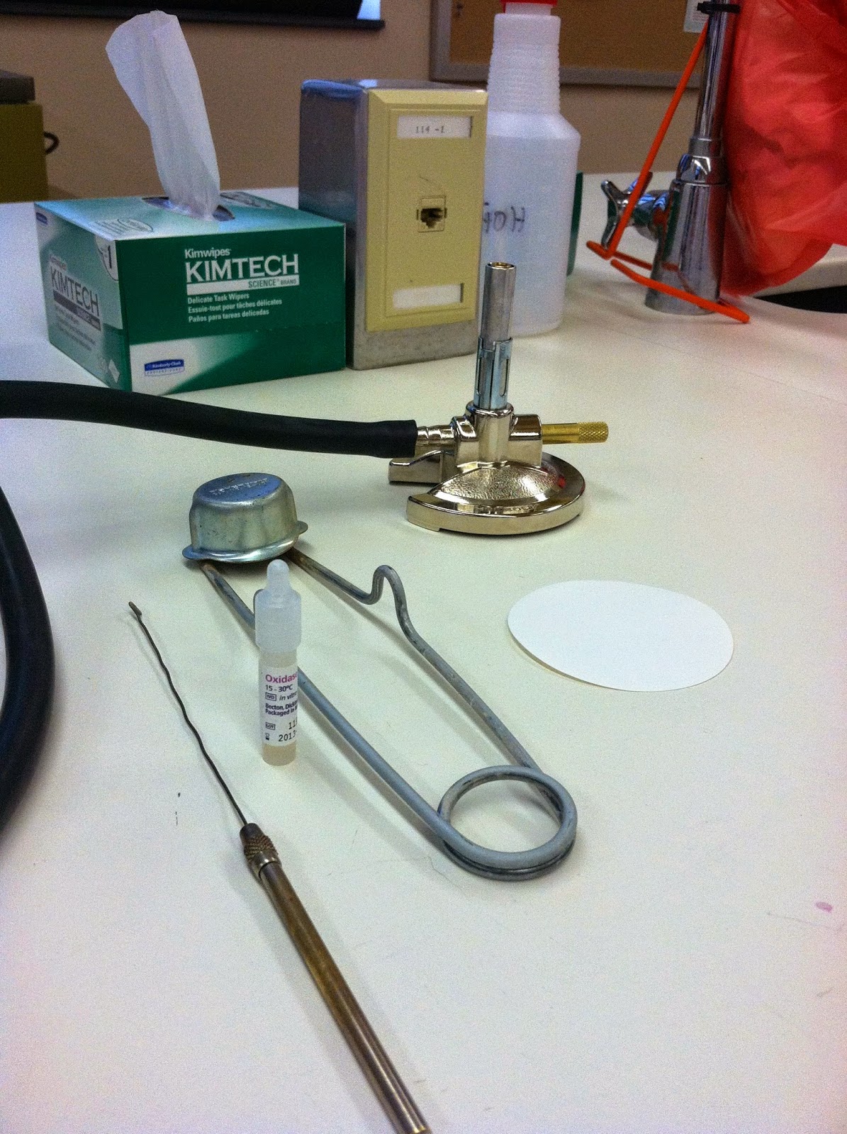 Lab Research for Mini Session Microbiology at Franciscan University