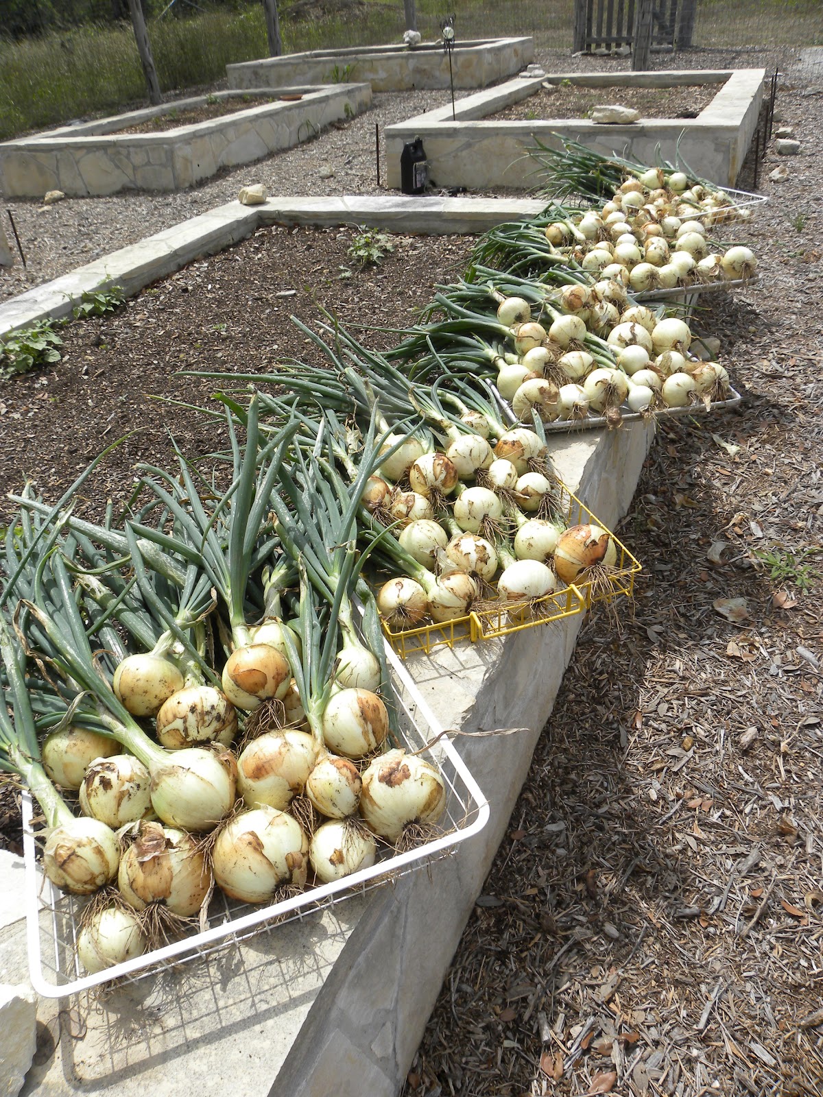Diane's Texas Garden My Onion Harvest!