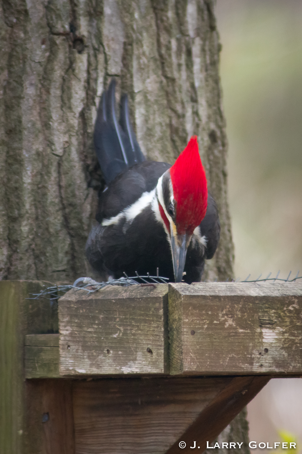 Piliated Woodpecker Pays a Visit
