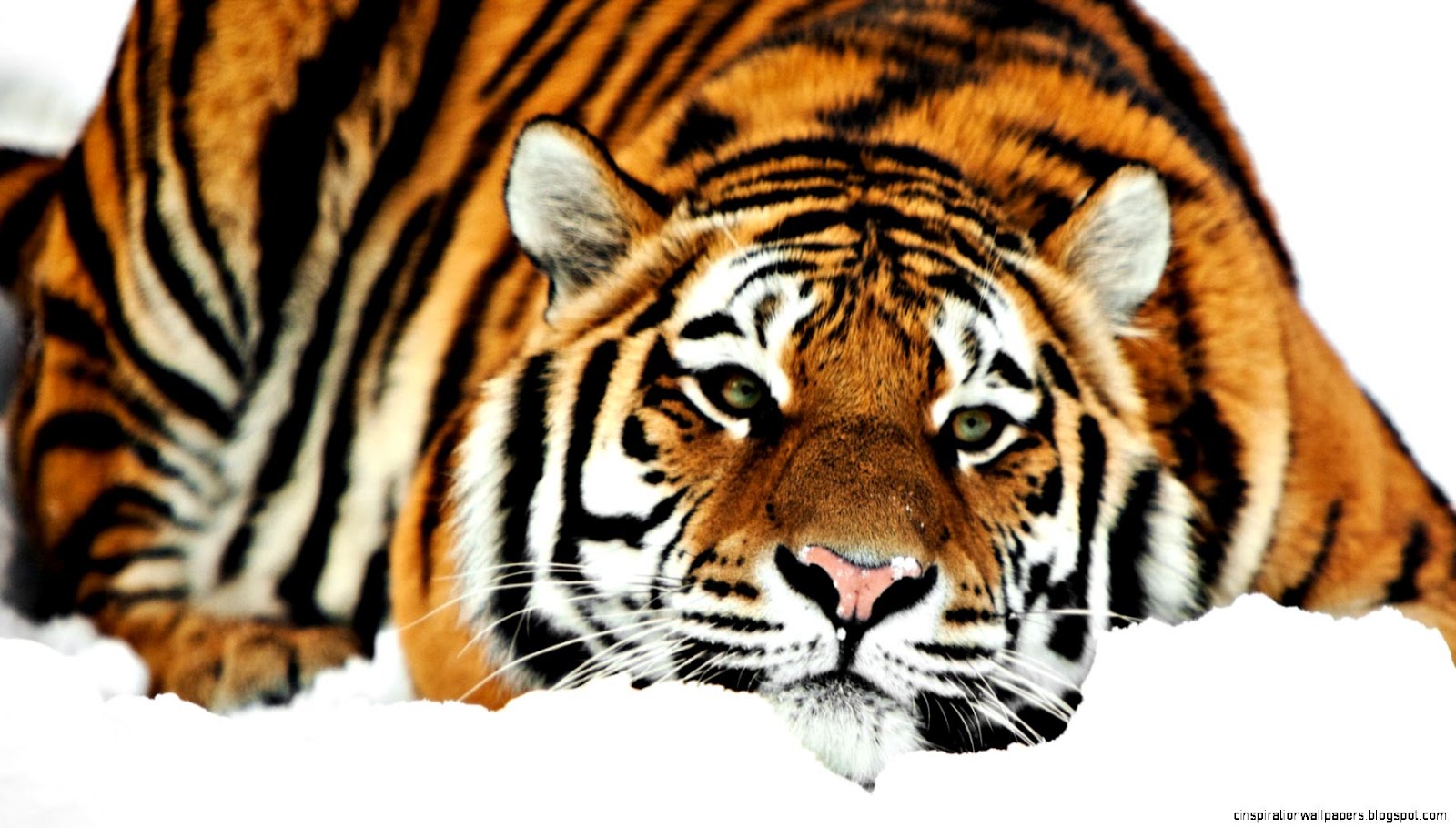 Siberian Tiger 1080P Siberian Tiger 1080P
