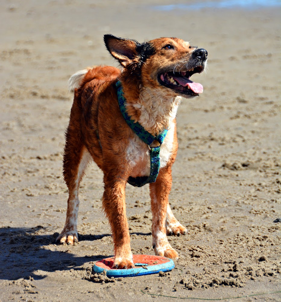 Can Dogs Be Allergic To Dog Toys at ronaldbsellso blog