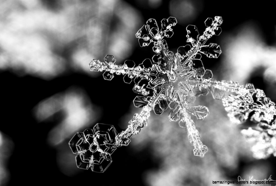 Real Snowflake Falling Related Keywords Suggestions Real Real Snowflake Falling Related Keywords Suggestions Real