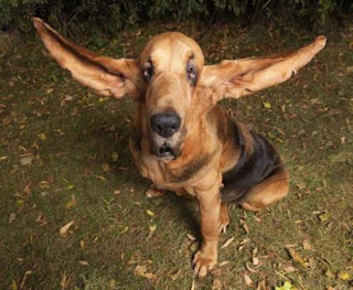 Foto The Guinness Book of World Records Anjing dengan Telinga Terpanjang di dunia