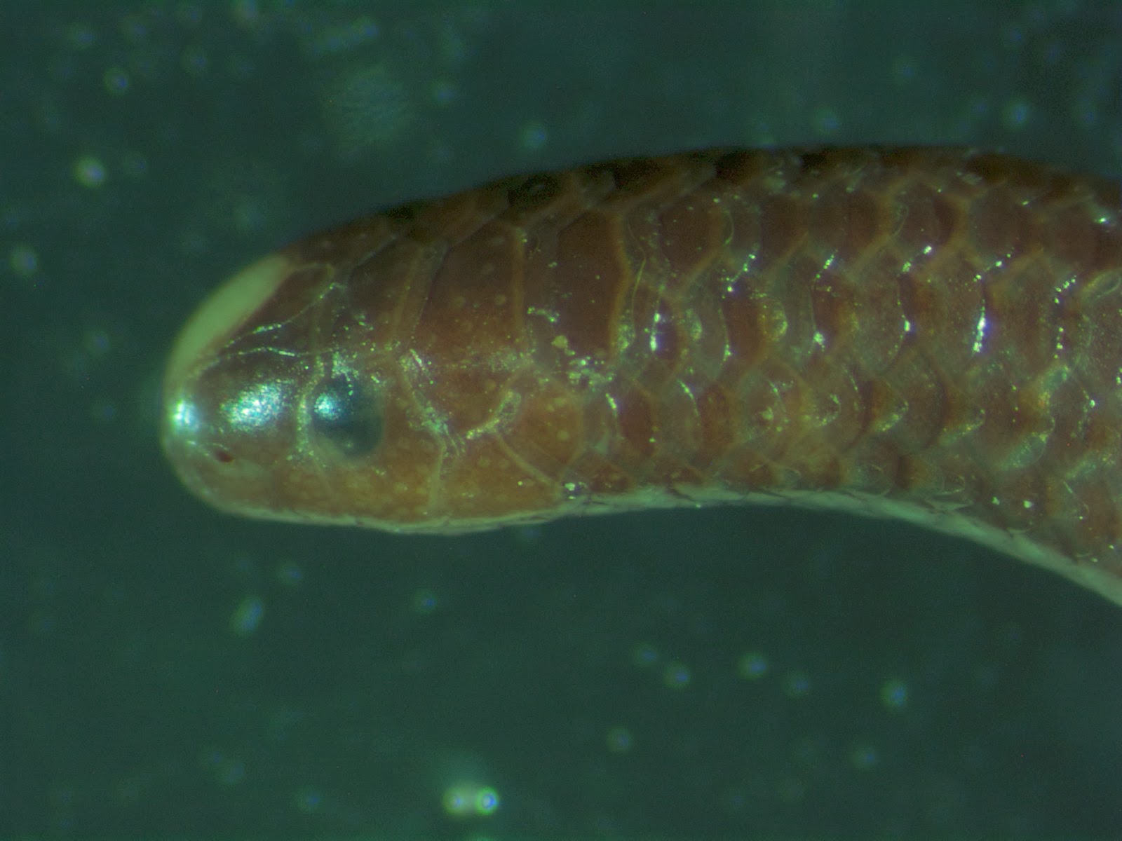 And I Think to Myself...What A Wonderful World. Creature Feature Thread Snakes.