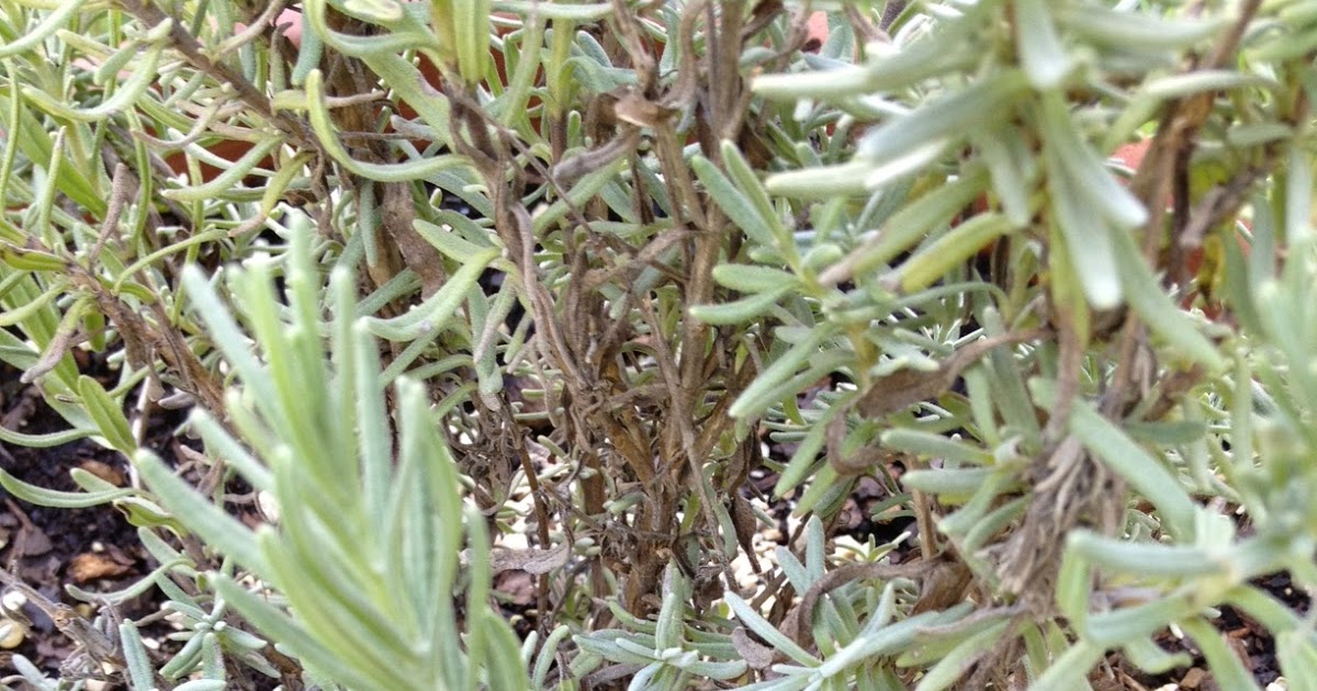 Sunshine Lavender Farm Want MORE Lavender Plants? Root Some!