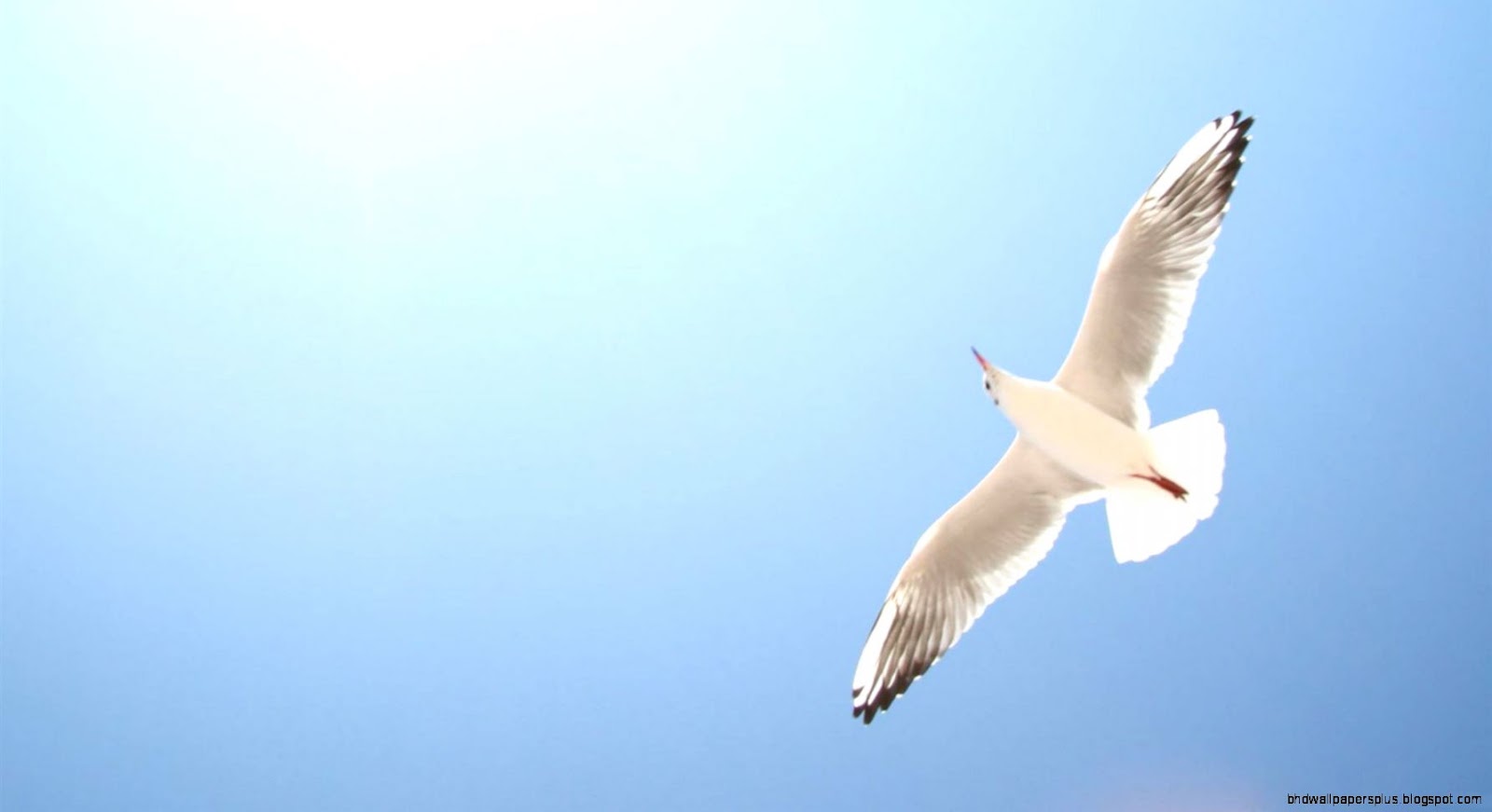 Blue Sky with Birds Flying Blue Sky with Birds Flying