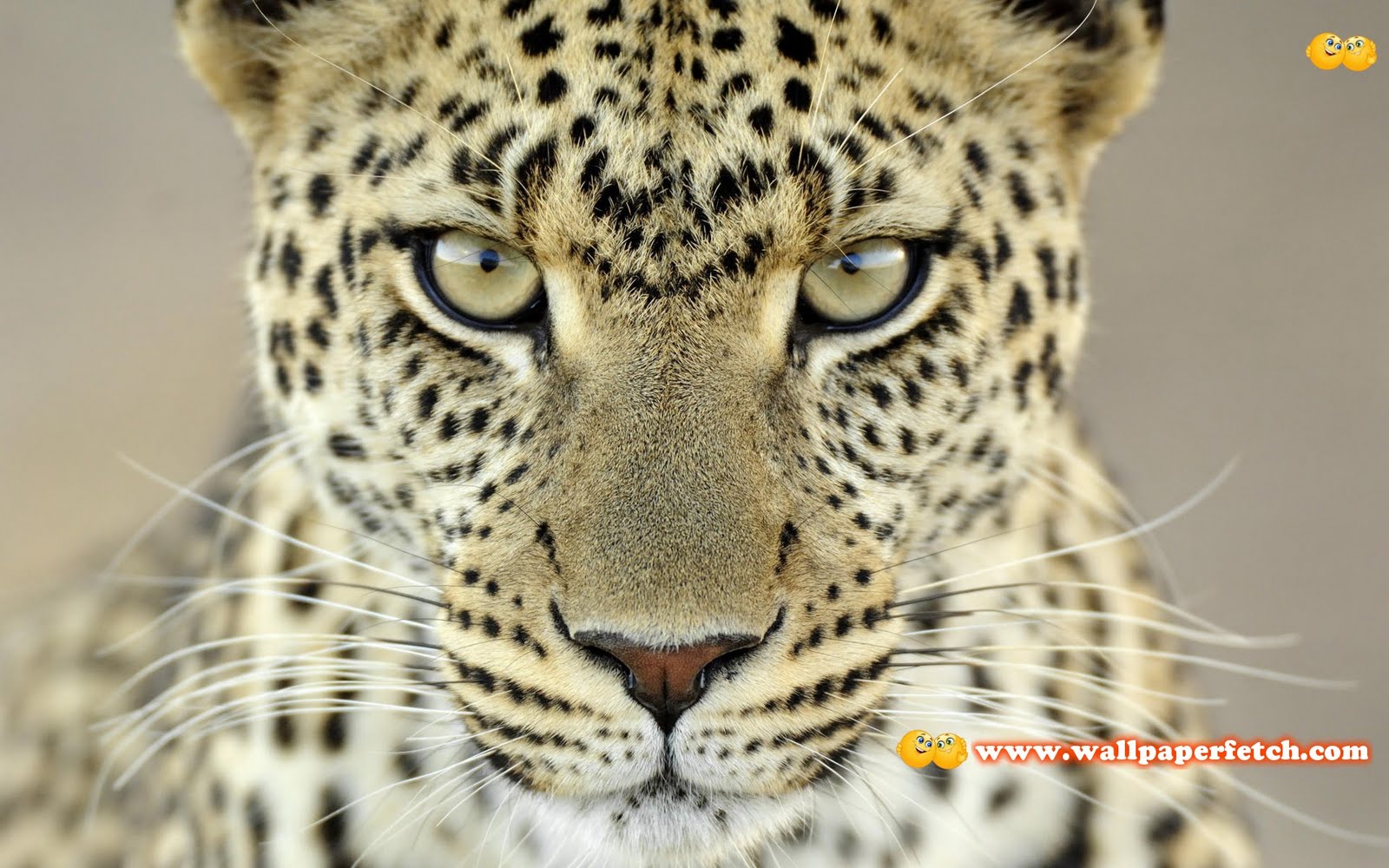 Wallpaper Fetch: Beautiful Animals HD Wallpapers Pack 1