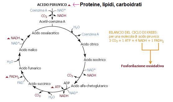 Dove Avviene Il Ciclo Di Krebs NON SOLO DNA...: Il Metabolismo