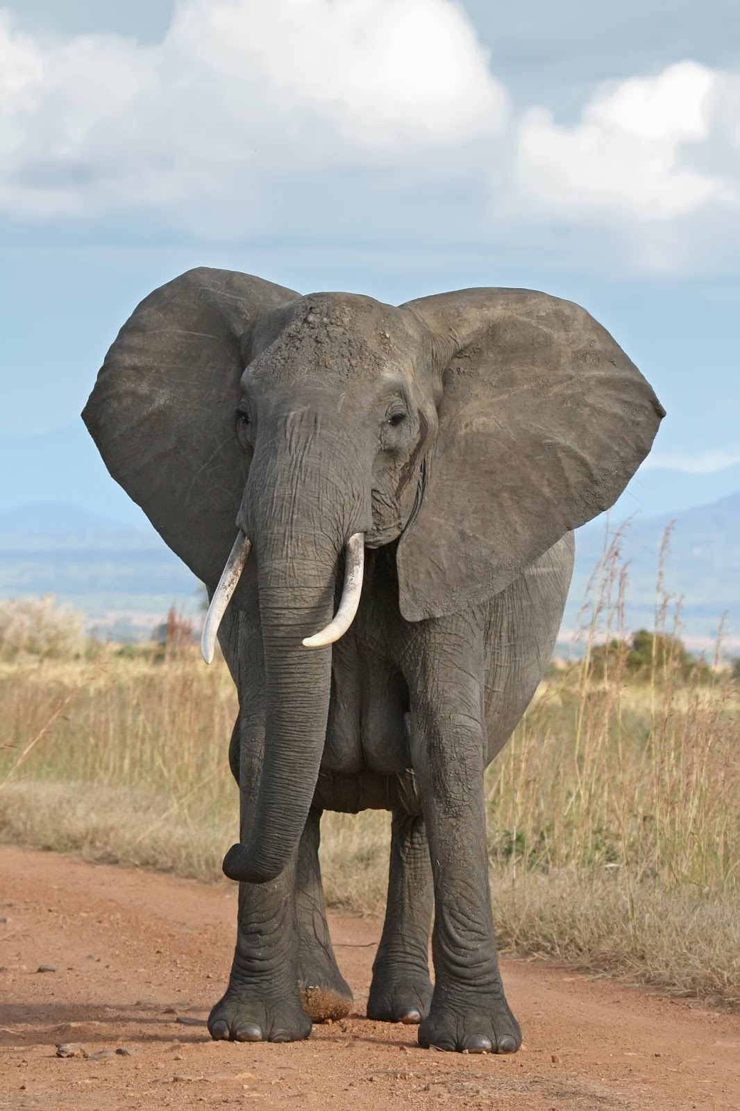 essay on shooting an elephant