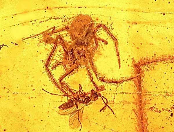 fossils-of-oldest-most-amazing-extinct-animals-ancient-spider-attack fossils-of-oldest-most-amazing-extinct-animals-ancient-spider-attack