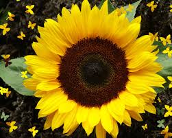 I am a Sunflower