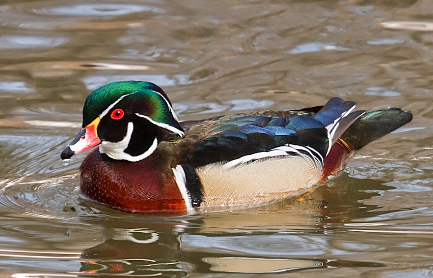 The Drift Record Poetry Friday Worriers, Wood Drakes and Wendell Berry