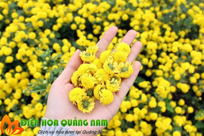 [Image: Ruc-ro-canh-dong-hoa-cuc-hut-gioi-tre-Hung-Yen-9.jpg]