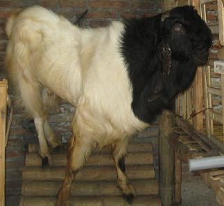Kambing+etawa+jantan - kambing etawa terbaik 2