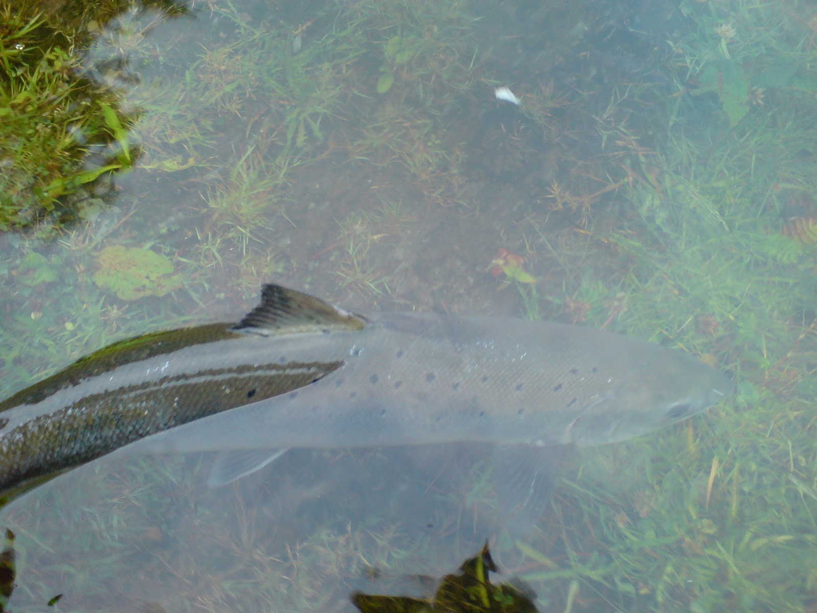 SALMON FISHING IRELAND 2019 Views of the Galway Weir