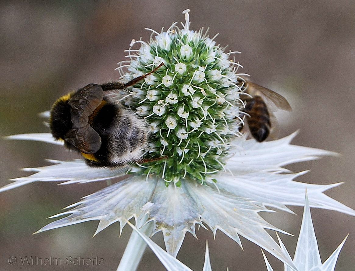 Natur Fotos