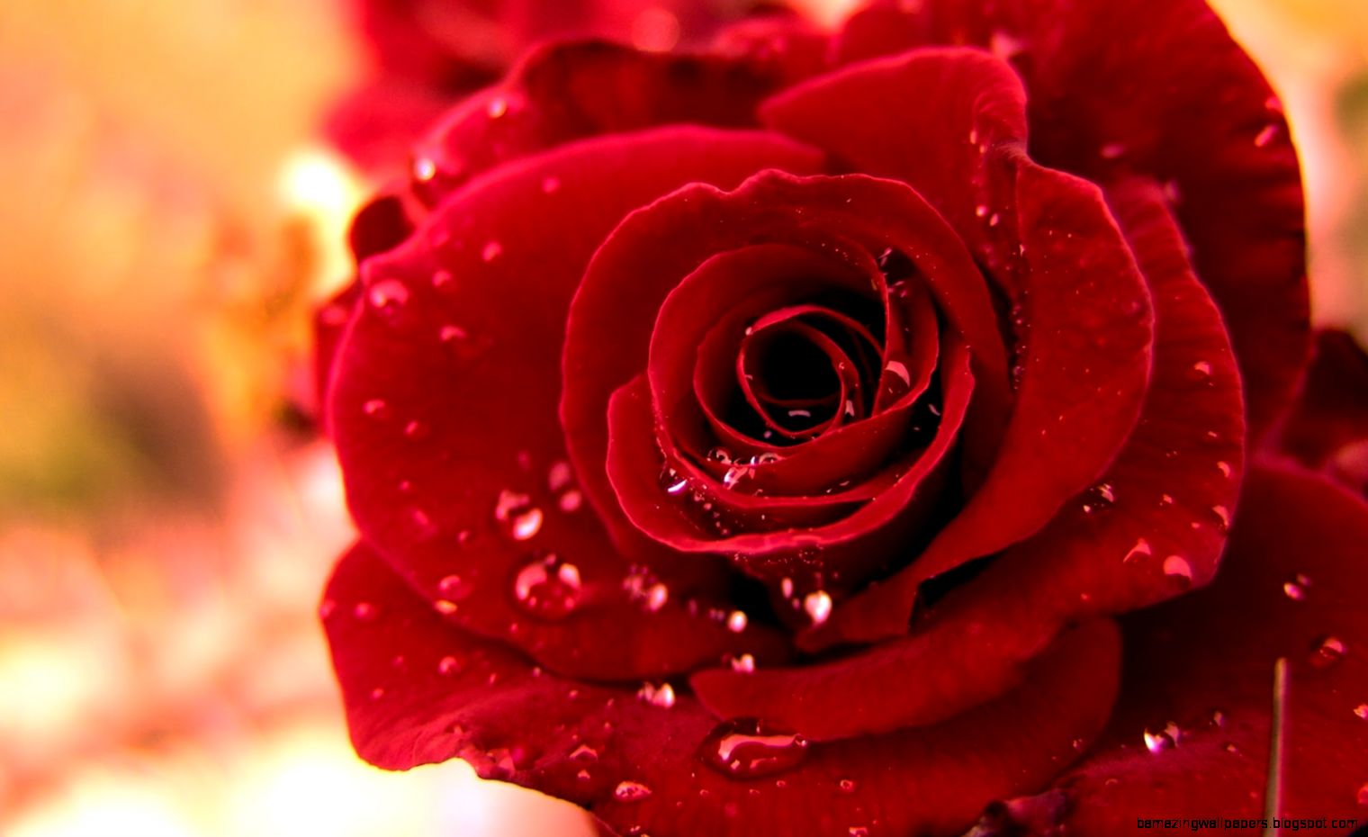 red roses most popular rose rose wallpapers beautiful rose red red roses most popular rose rose wallpapers beautiful rose red