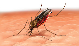 Malaria, Prevention Of Malaria, Pernisiosa Malaria, symptoms of malaria, Plasmodium malariae