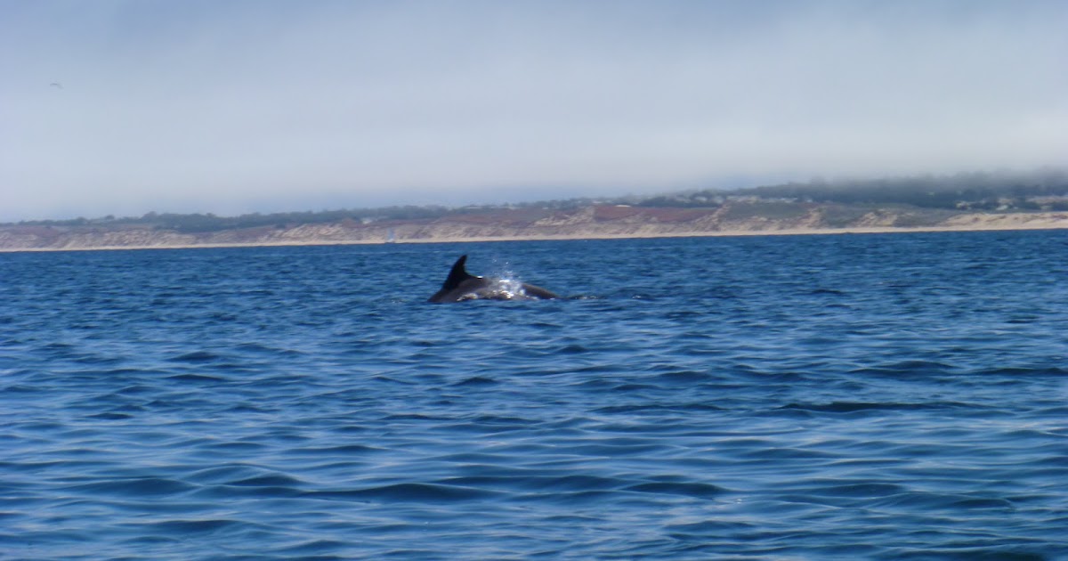 Adventures in Everything Adventures in Monterey Sea Kayaking