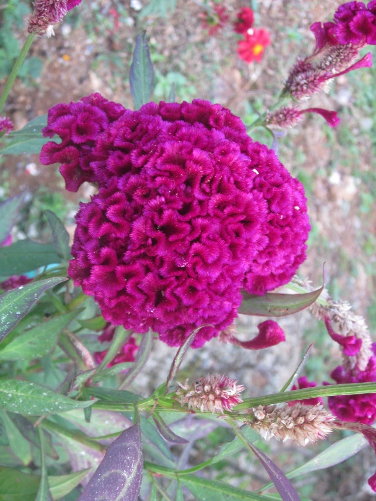 NATURE'S BEAUTY Velvet Flower