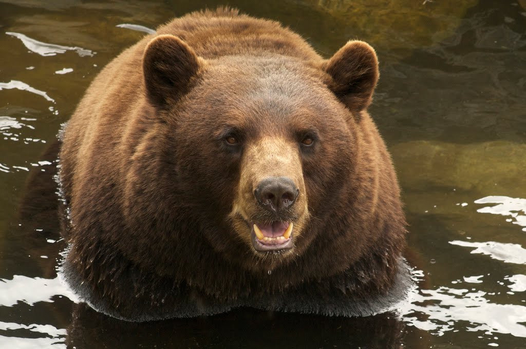 The center bear welcomes and loves you and wants to rip out your heart