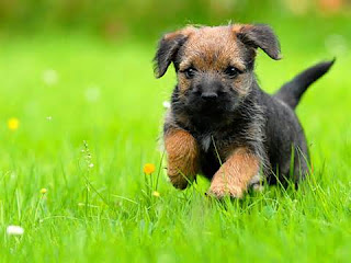 Border Terrier Puppy Picture