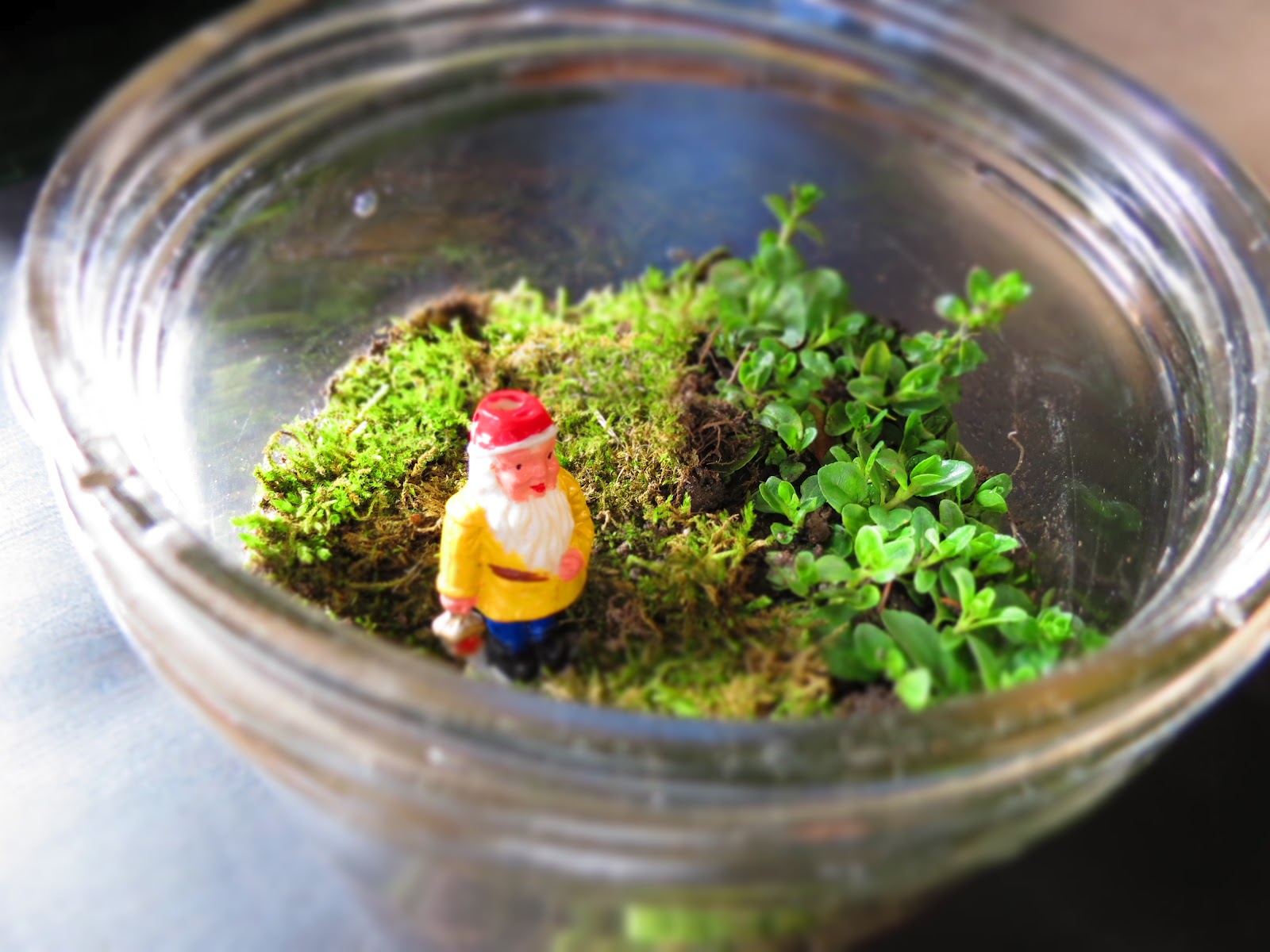 so make that diy terrarium