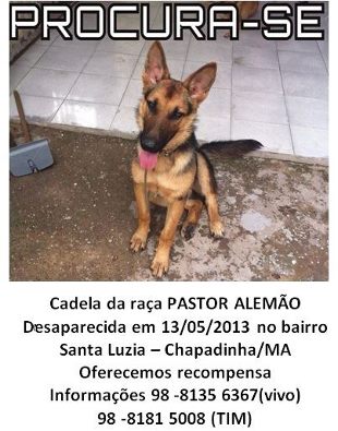 Procura-se Kika, uma cadela da raça Pastor Alemão