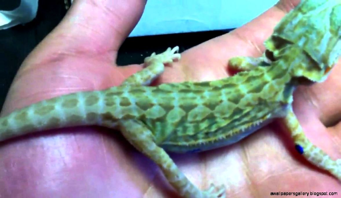 Bearded dragon unboxing from dachiu YouTube Bearded dragon unboxing from dachiu YouTube