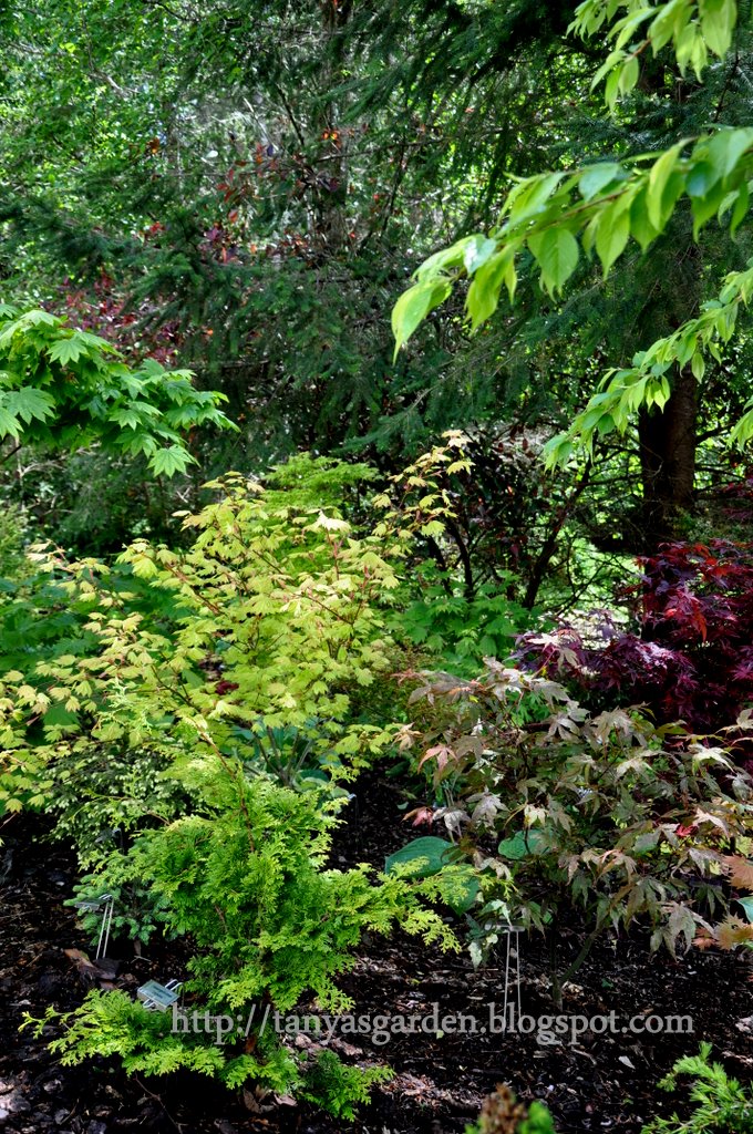 MySecretGarden: Garden of the Conifer Collector. Part 2