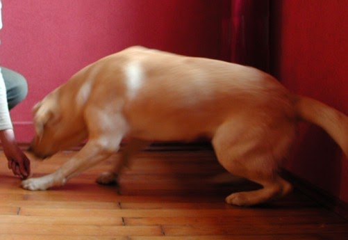 Tierisches Gewusel Wie lernt mein Hund Platz