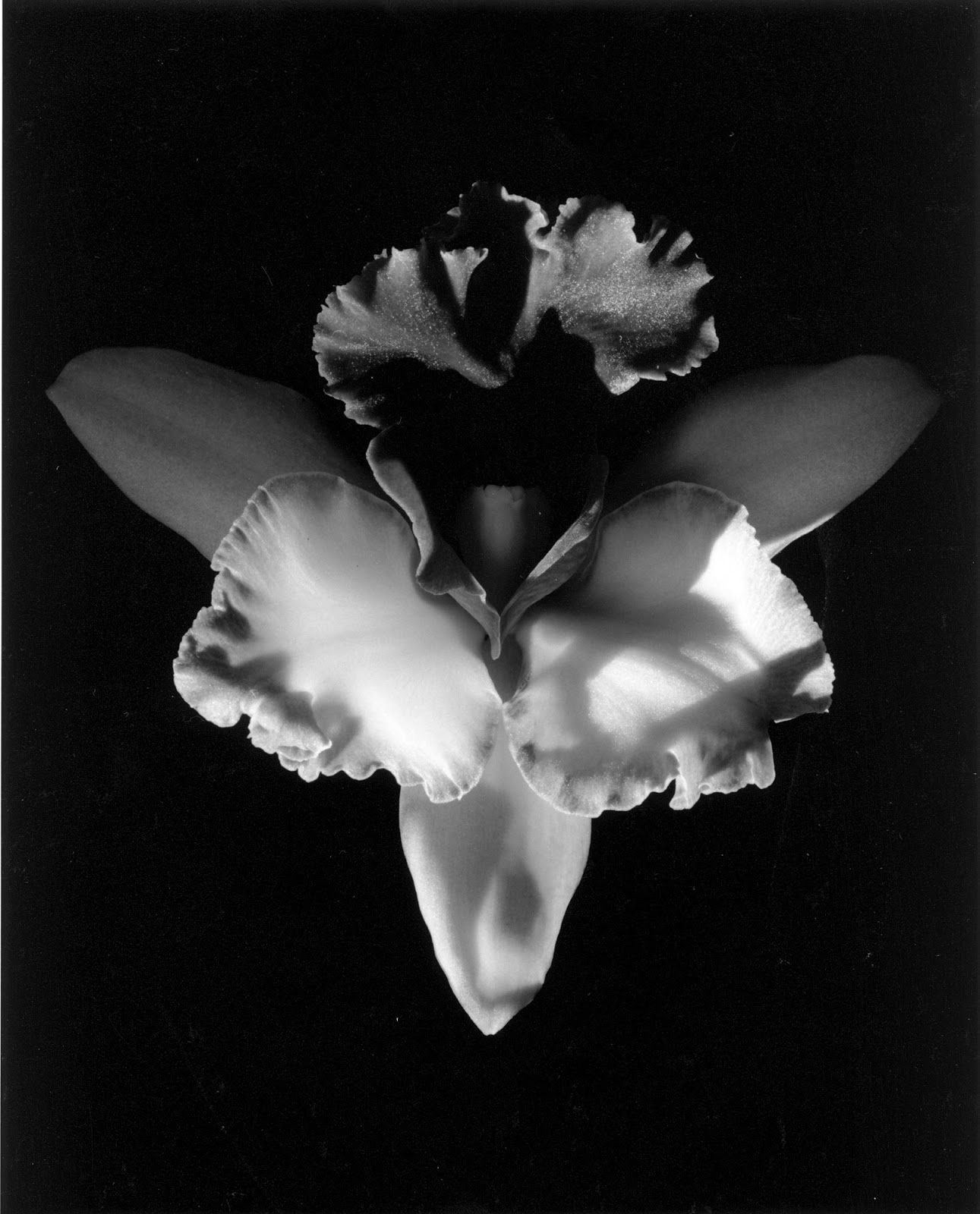 ????????? - Page 11 Robert+Mapplethorpe++Orchid