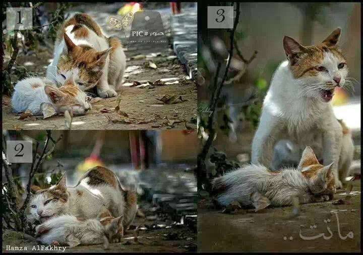 gambar kucing - gambar kucing