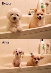 Funny Dog Pictures