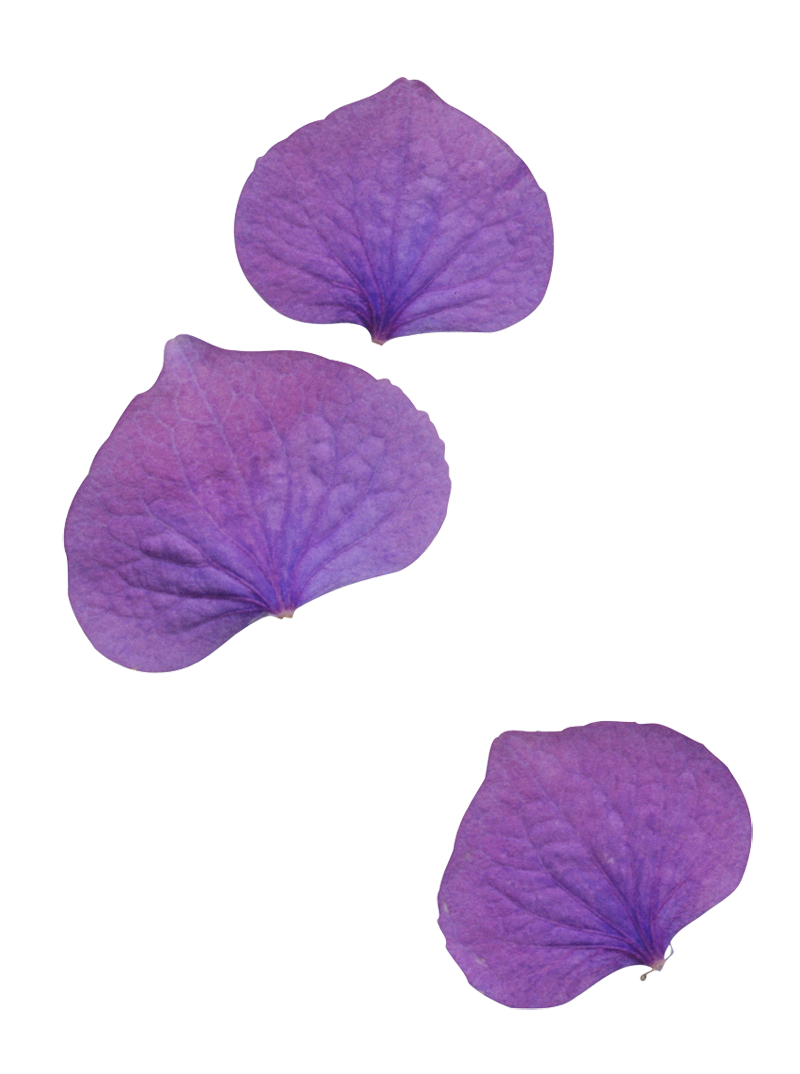 Cute Purple Flower Purple Flower Purple Petals Beauti vrogue.co
