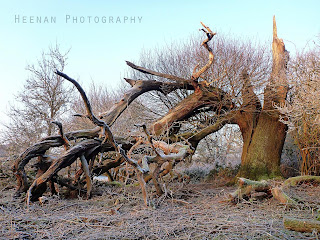 "The Fallen Mighty" by Heenan Photography