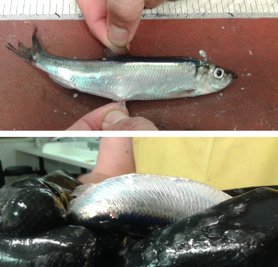 Herring Acoustic Survey young herring & sprat, fish schools in 3D!!