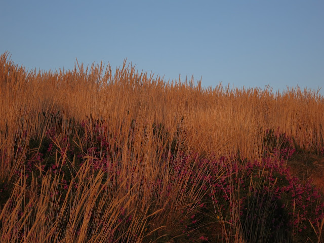 Grass and heather, gold in the light of late afternoon.