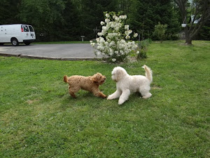 Countryside's Doodles Jessie + Cinnamon