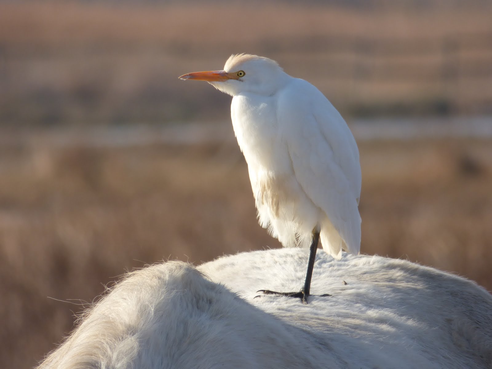 Bubulcus ibis