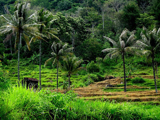 paradise, sawah, pedesaan