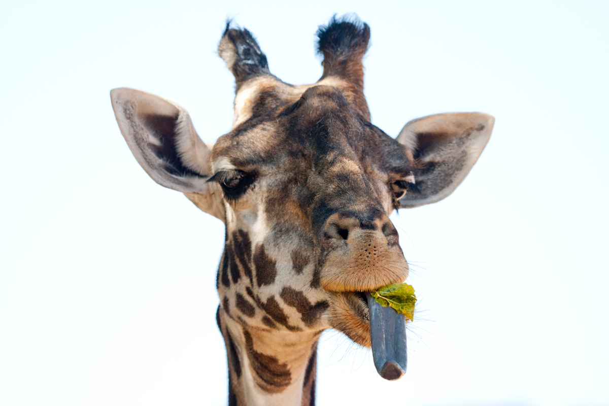 Giraffe Tongue Colour