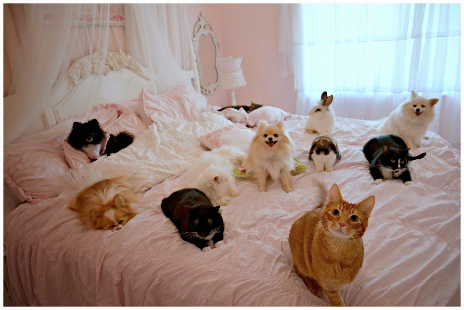 cat bedroom