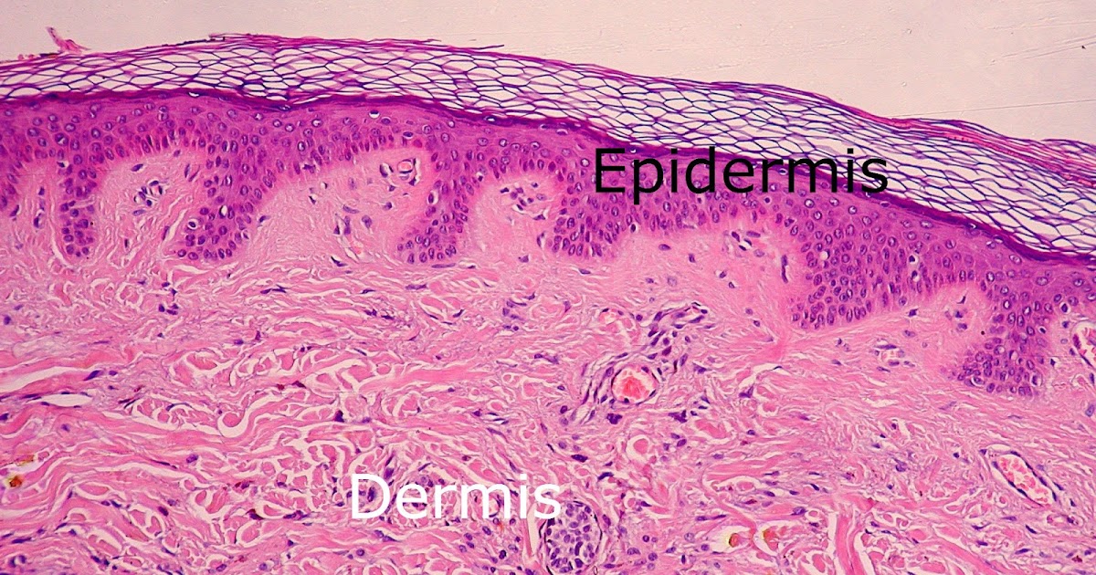 Dermis layers - Structure of dermis | the dynamic natural skin care