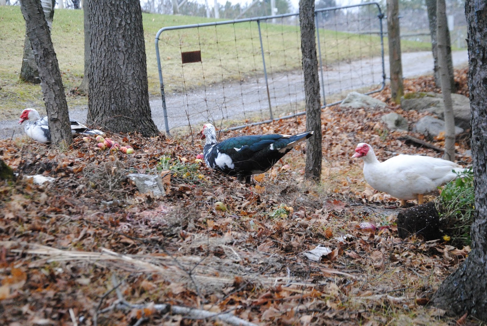 CAMERA ON KING New ducks at Pine Farms Orchard