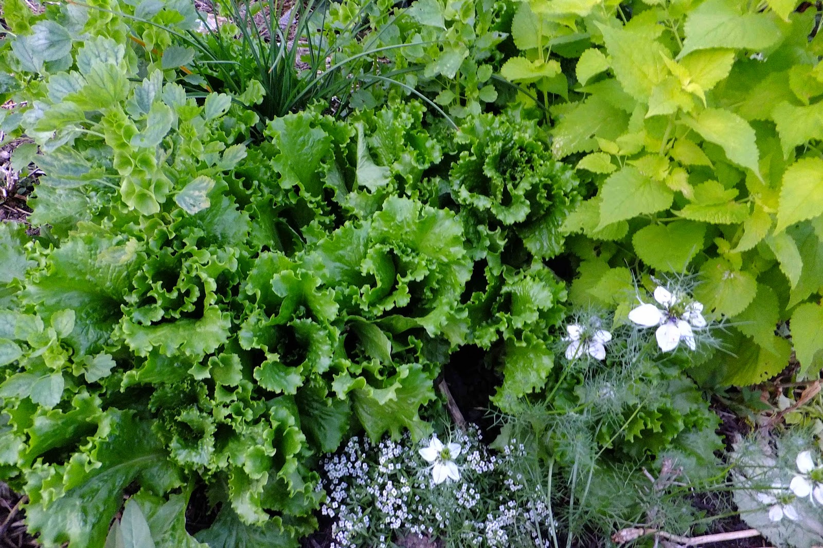 Great Native Shrubs Fothergilla Mt Airy And Blue Shadow