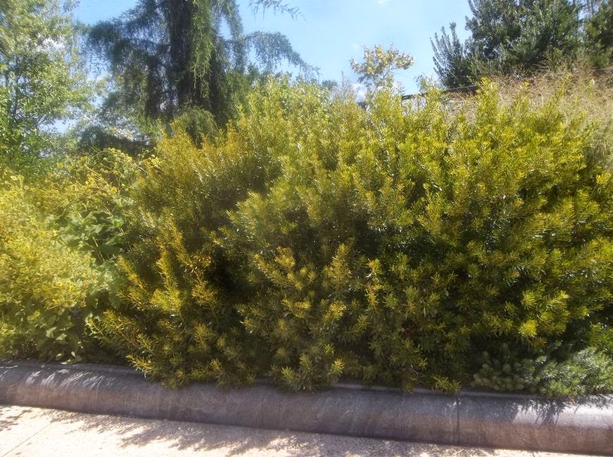 White Swan Properties Blogspot Boxwoods For Ontario Landscapes